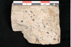 Foto (Objekt + Etikett) von Carpolithes otagoicus Ettingshausen (NHMW-GEO-2024-0188-10165)